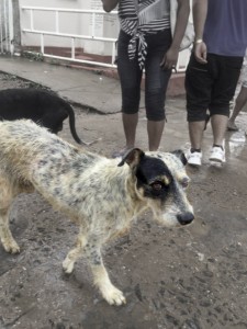 Best Looking Stray in Viñales Cuba_Where Excuses Go to Die